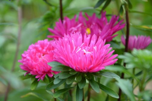 flower bouquet decoration