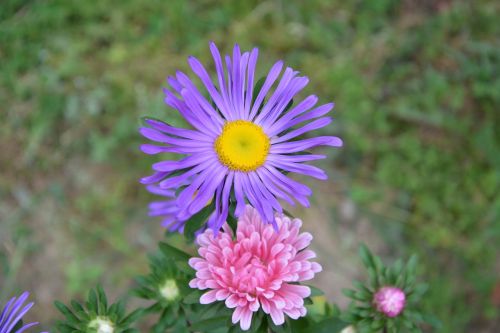 flower mauve pink petals