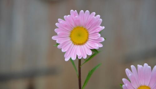 flower bouquet petals