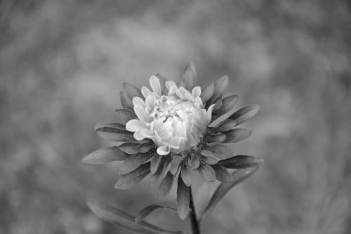 flower photo black white garden