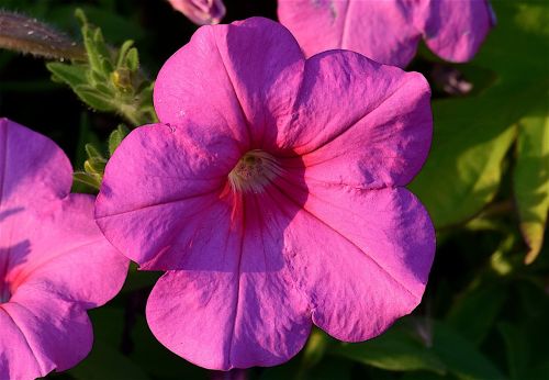 flower pink sunlight