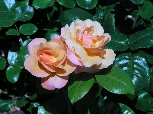 flower rose bloom