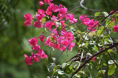 flower nature red