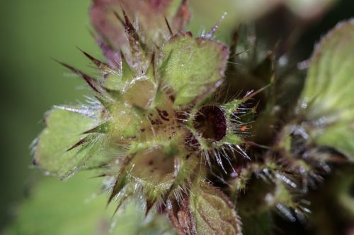 flower plant growth