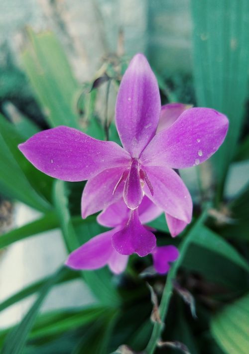 flower violet orchid