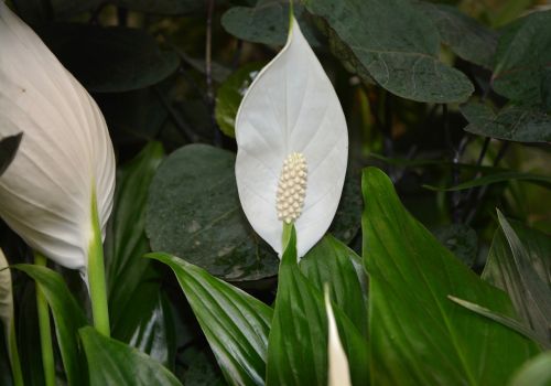 flower plant spathiphyllum white