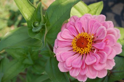 flower pink flowers