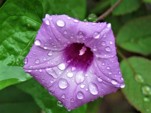 flower purple rain drops