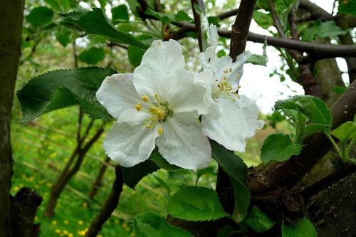 flower apple apple flower