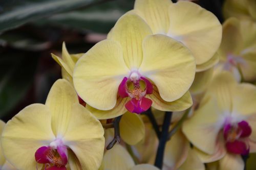 flower yellow orchid gift