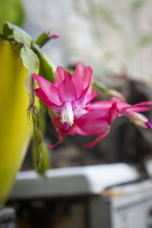 flower nature pink