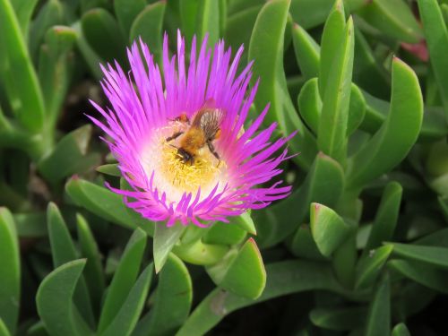 flower bee forage
