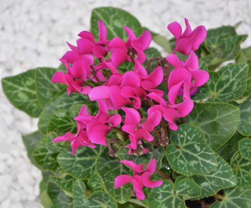 flower plant cyclamen green leaves