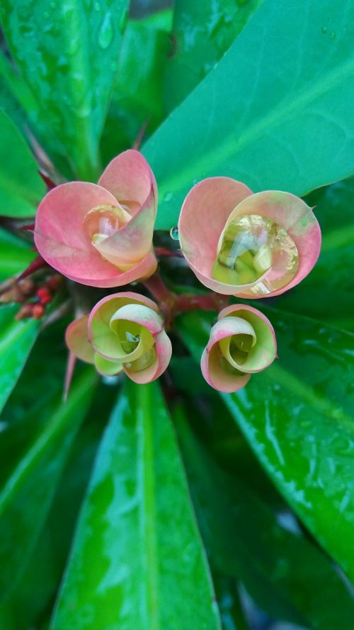 flower cactus red flowers