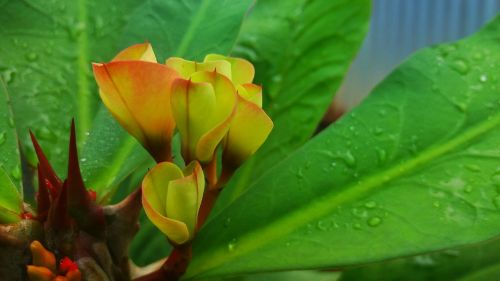 flower cactus