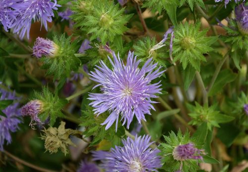 flower plant plants flowering