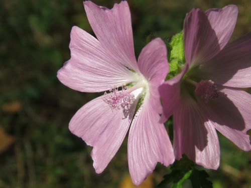 flower plant nature