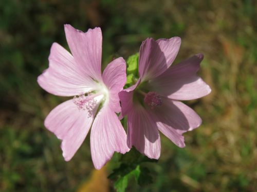 flower nature summer flowers