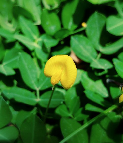flower yellow tiny