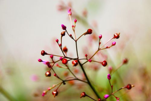 flower red nature