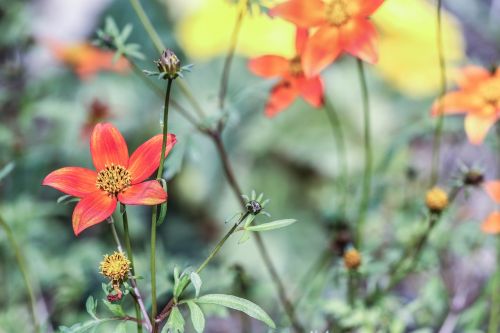 flower nature garden flower