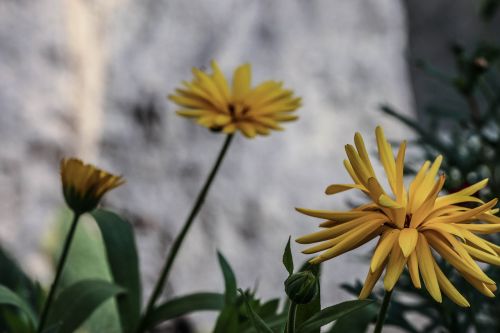 flower yellow nature