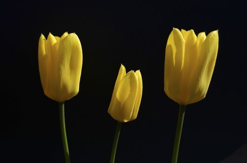 flower tulip yellow