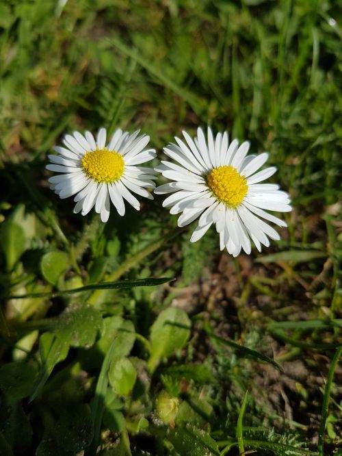 flower close summer