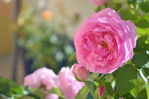 flower rosa background