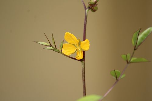 flower yellow small