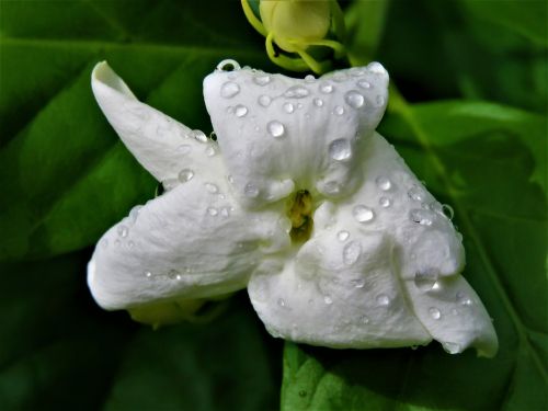 flower white rain drops