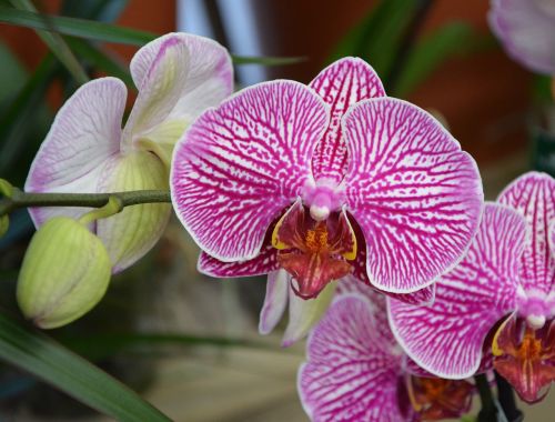 flower pink orchid exotic