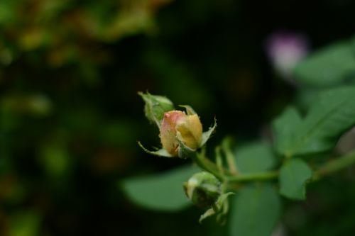 flower yellow rose