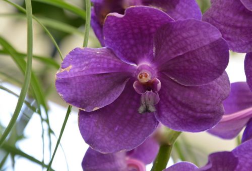 flower orchid purple