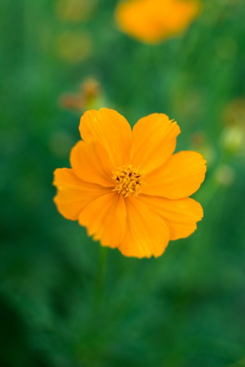 flower marigold flowers