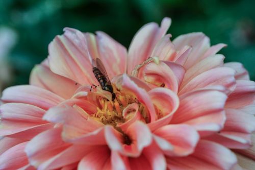 flower insect nature