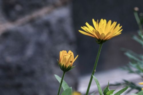 flower yellow nature