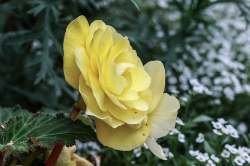 flower rose yellow