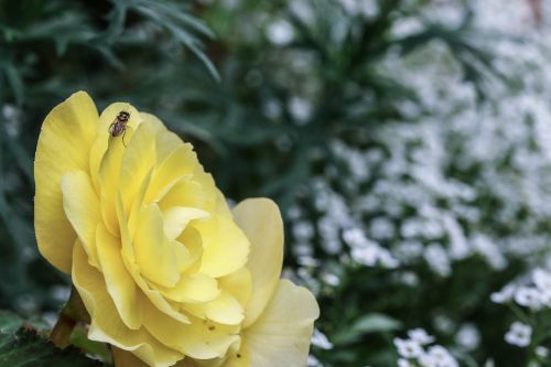 flower rose insect