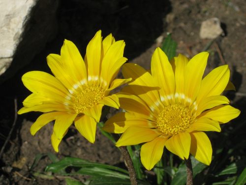 flower plant nature