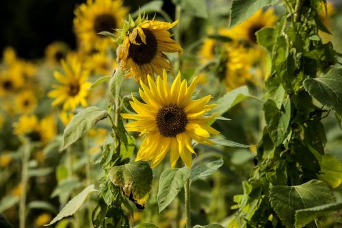 flower sun flower yellow