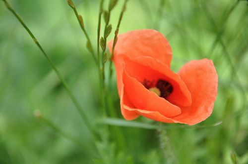 flower poppy red poppy