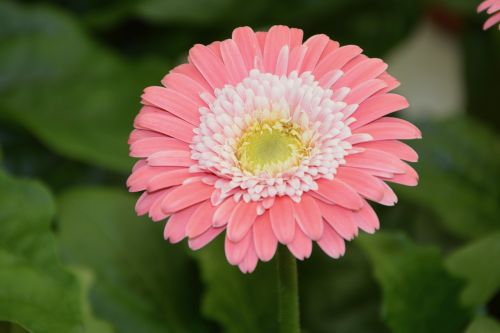 flower pale pink white petals