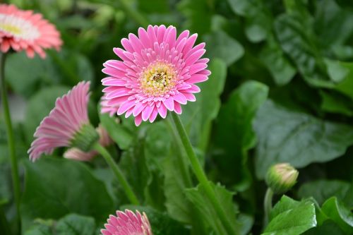 flower bright pink white petals