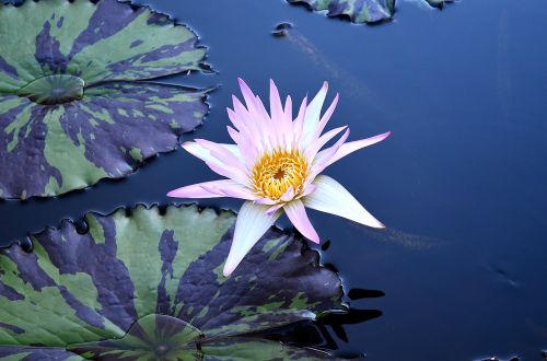 flower plant blossom