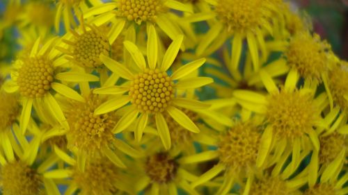 flower sun sunflower