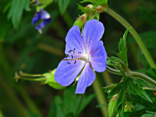 flower grasshopper plant