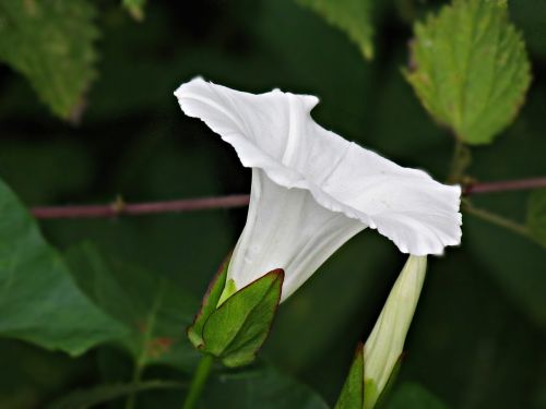 flower white bindweed