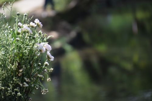 flower blur background