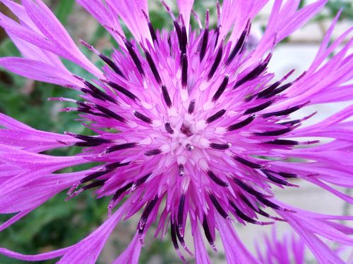 flower plant nature